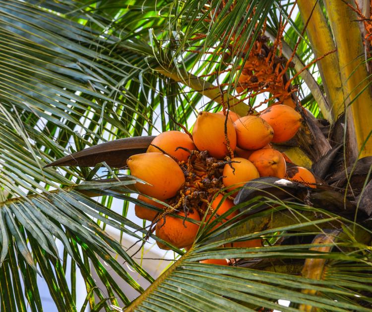 Farm Fresh Coconuts