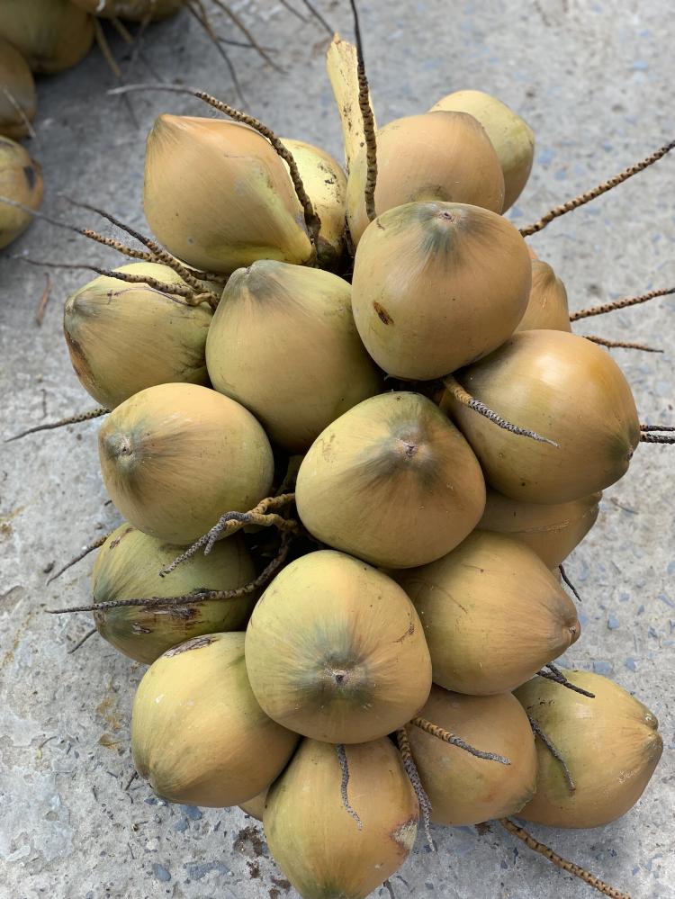 Fresh Mature Coconut