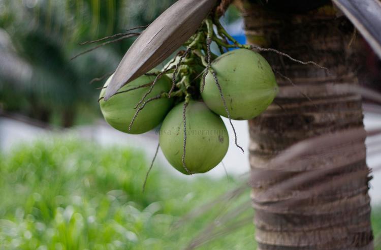 Mature Fresh Coconut