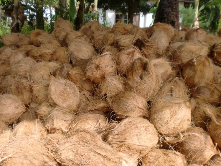 Semi Husked Mature Coconut